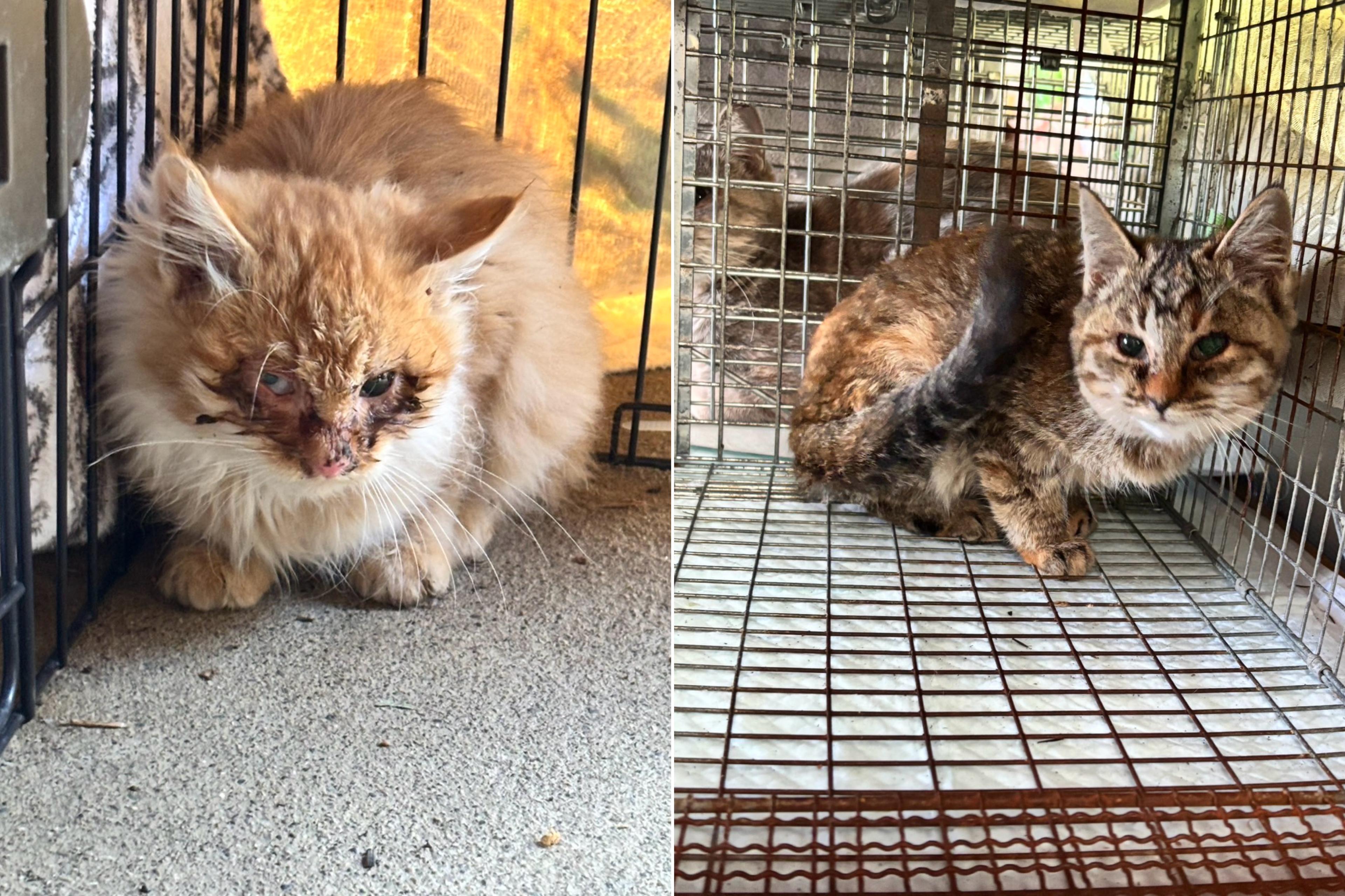 酷い猫風邪の子猫2匹を無事保護できました!のメインビジュアル