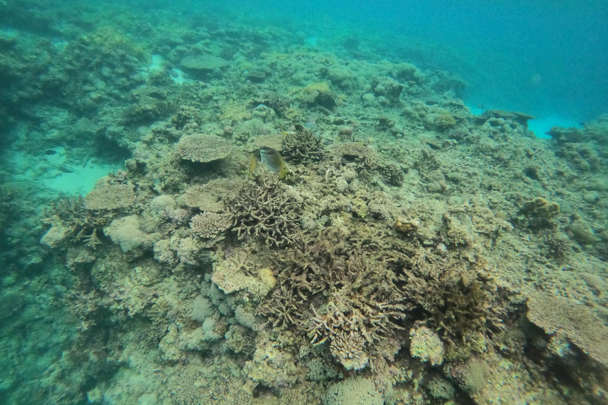 温暖化対策は待ったなし サンゴ礁崩壊による警告!のメインビジュアル