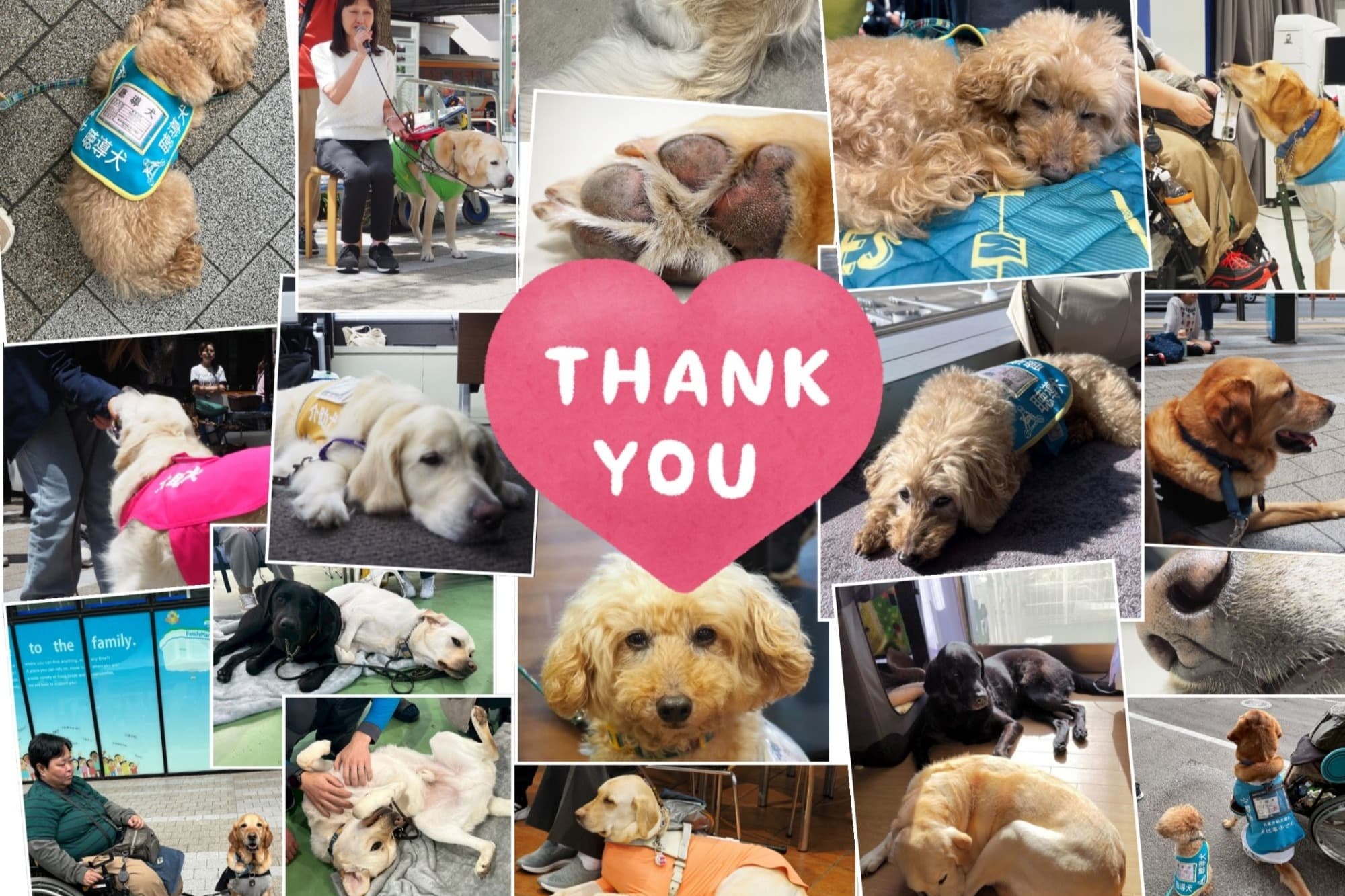 【バースデードネーション終了の御礼🐾 365個以上の肉球が集まりました!】のメインビジュアル