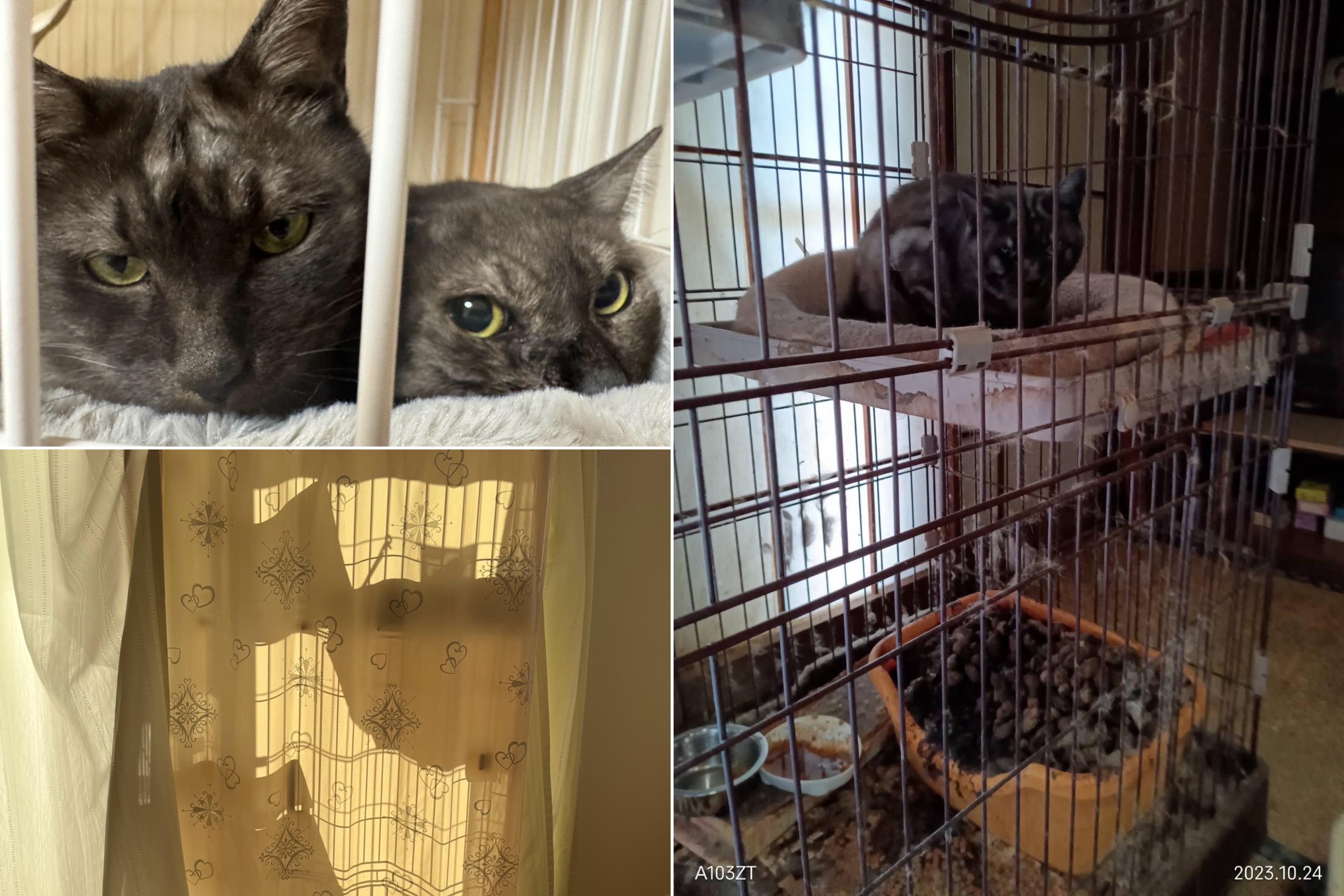 新しい家族のもとへのメインビジュアル