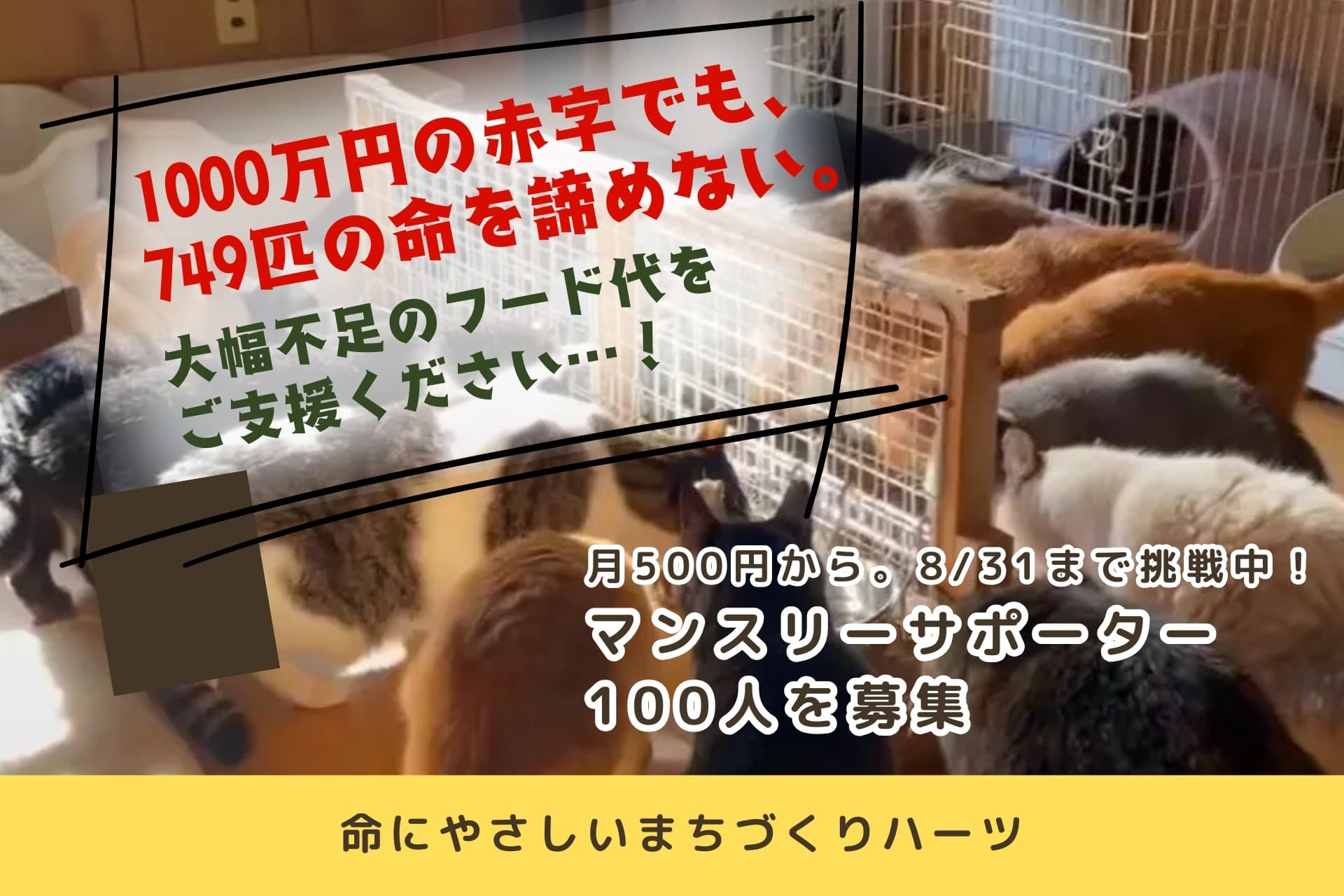 1000万円の赤字でも、749匹の命を諦めない。大幅不足のフード代をご支援ください。の画像