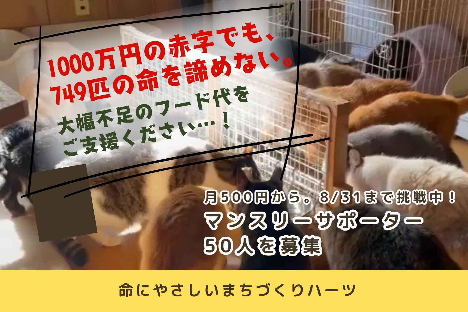 1000万円の赤字でも、749匹の命を諦めない。大幅不足のフード代をご支援ください。の画像