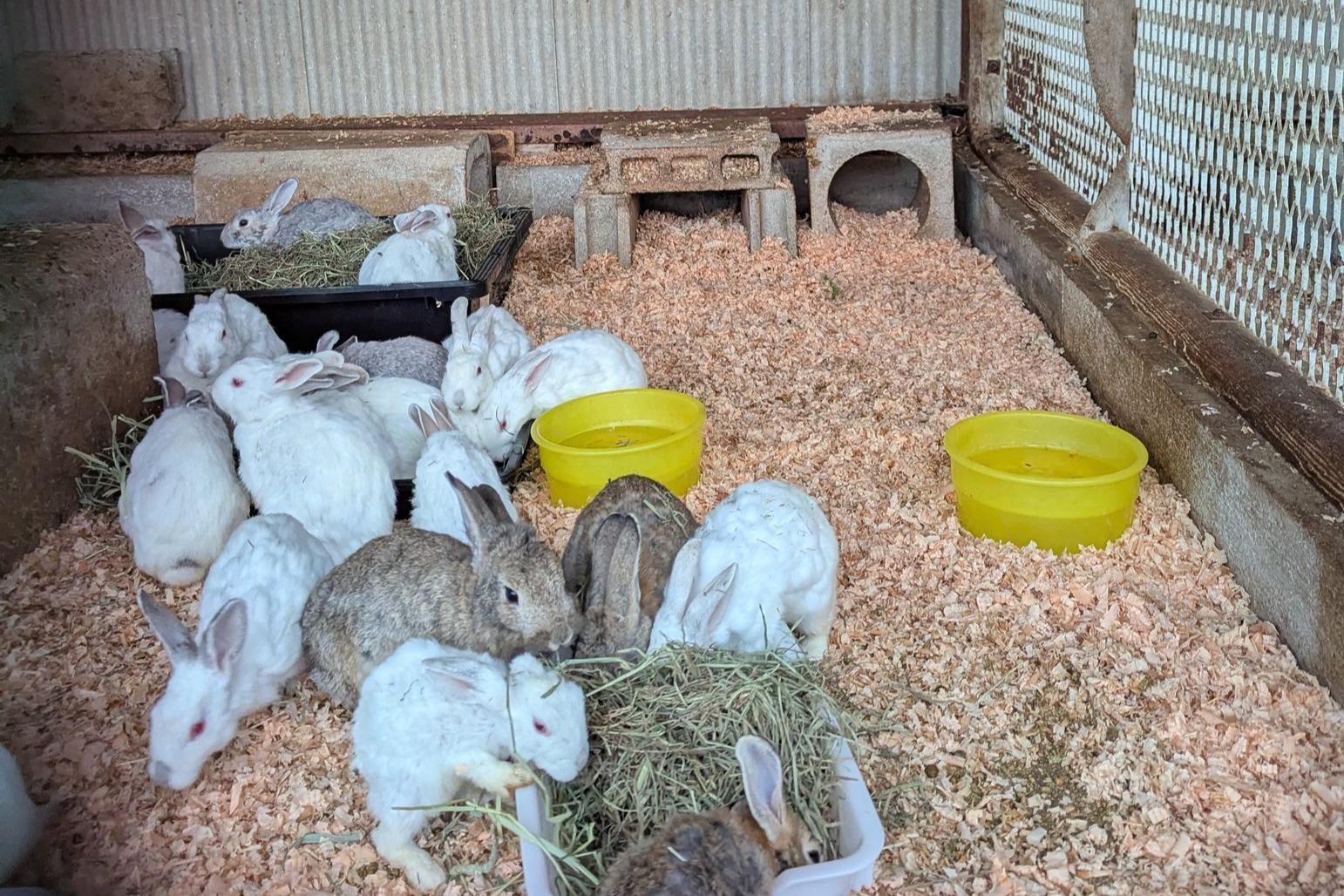 香川の公園から保護した35匹のうさぎたちに医療と安心を。新しい家族につなぐためのご支援をお願いします。の画像