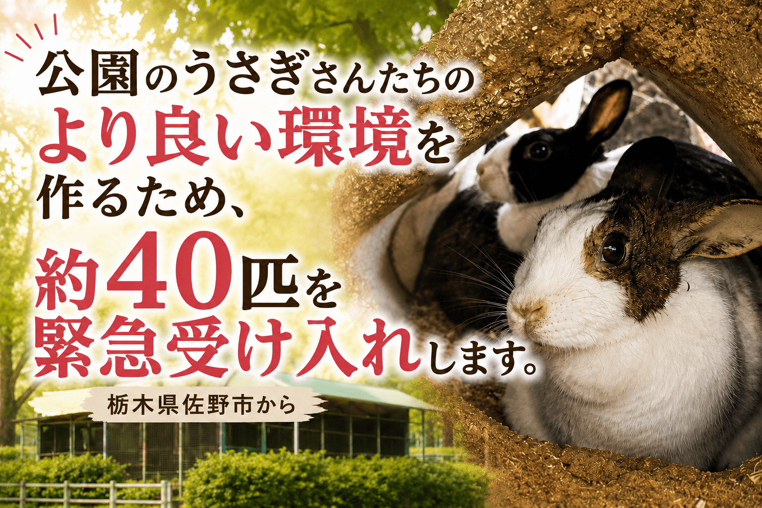 公園で暮らしてきたうさぎたちを、「おうちの子」へ| 栃木県佐野市から始まる、新しい家族探しの画像