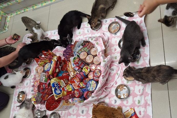 命を救ったその先に、 2026年3月3日「保護猫たちの誕生日」 バースデー・ドネーションの画像