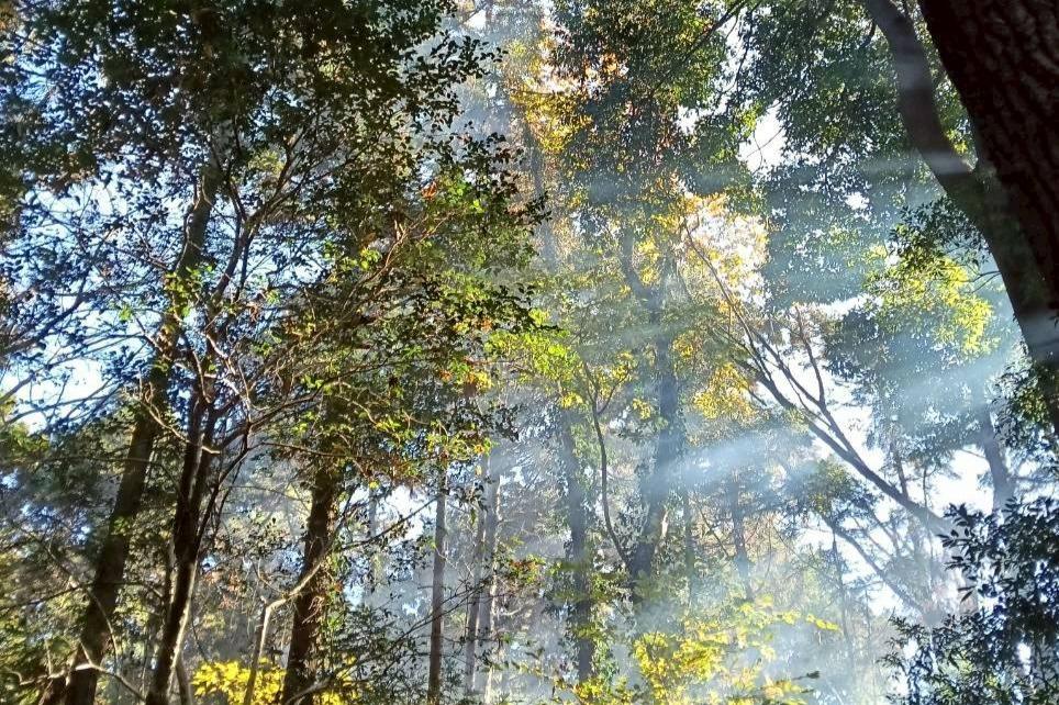 itonamiのバースデードネーション🌳流山の身近な森を大切にしたいの画像
