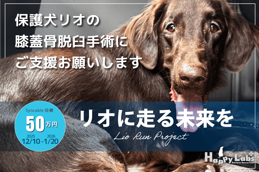 【Lio Run Project】リオに走る未来を!〜保護犬リオの膝蓋骨脱臼手術にご支援お願いします〜の画像