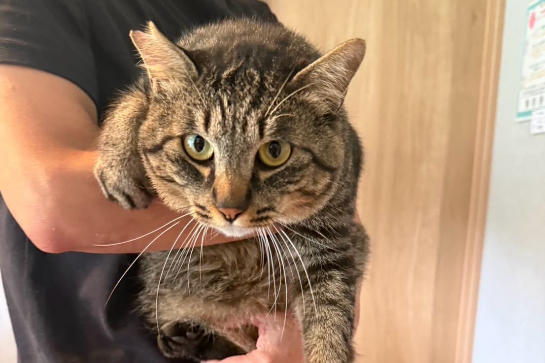 保護猫ハウスの小さな命を一生の家族にバトンタッチの画像